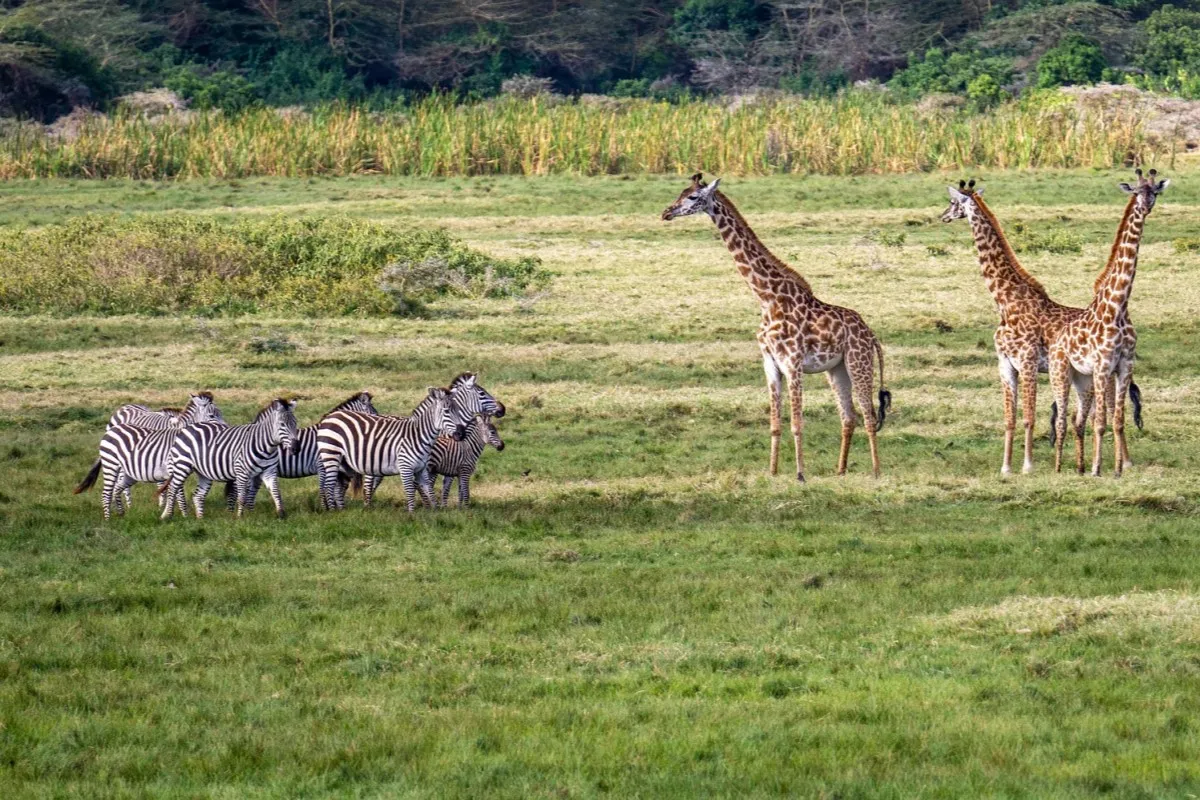 3 Days  Safari to Tarangire, Manyara & Ngorongoro